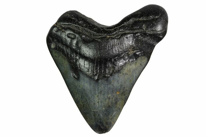 Bargain, Megalodon Tooth - North Carolina #152826
